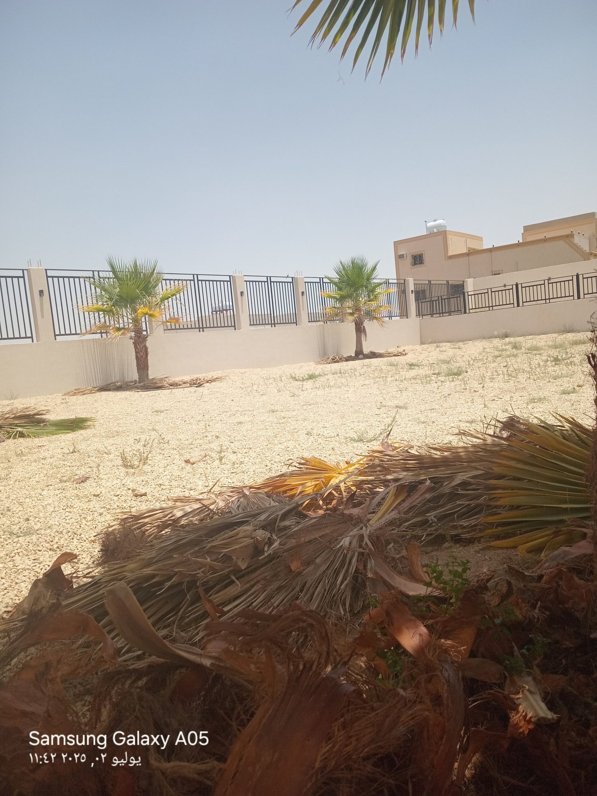 قص الأشخاص والنخيل وتزنها وتكريب النخل الوشنطن وال