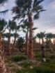 الرياض