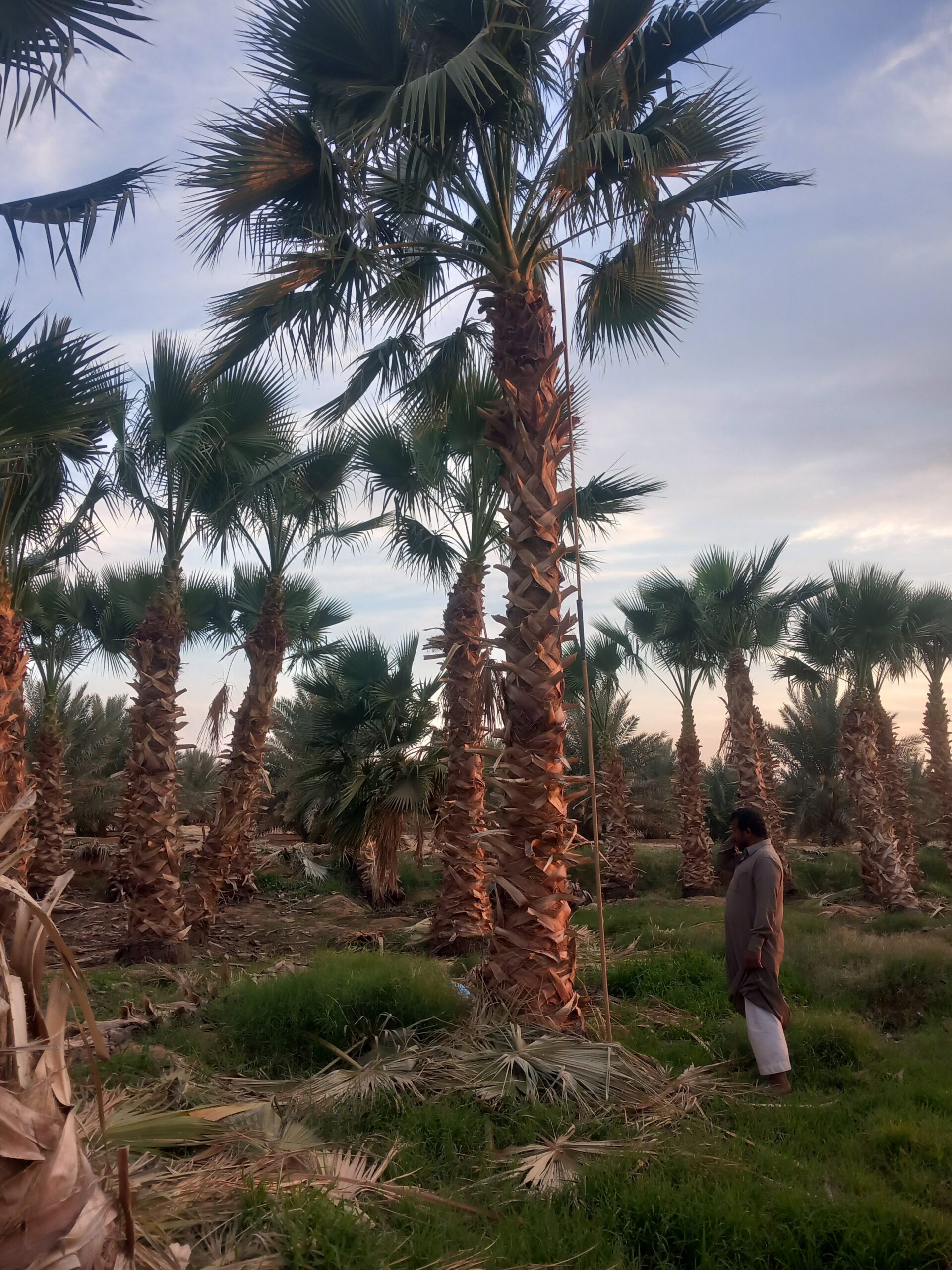 الرياض