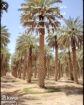 عامل تقطيع تشليح حطب قص الاشجار قص الانخل 05584897