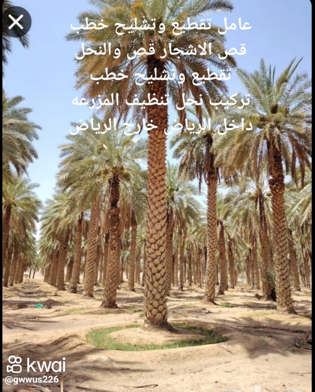 عامل تقطيع تشليح حطب قص الاشجار قص الانخل 05584897