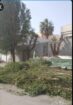 عامل تقطيع تشليح حطب قص الاشجار قص الانخل 05584897